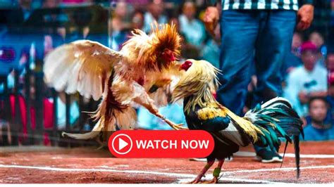 sabong-worldwide|international derby cockfighting videos.